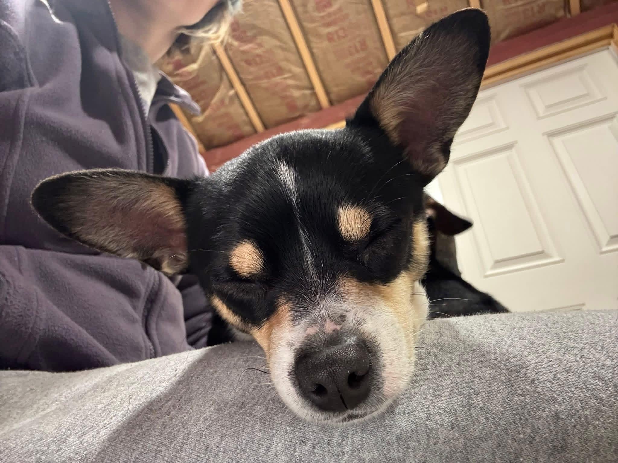 Enlarge Blossom, an adoptable mixed breed in Elkton, MD image 2/6