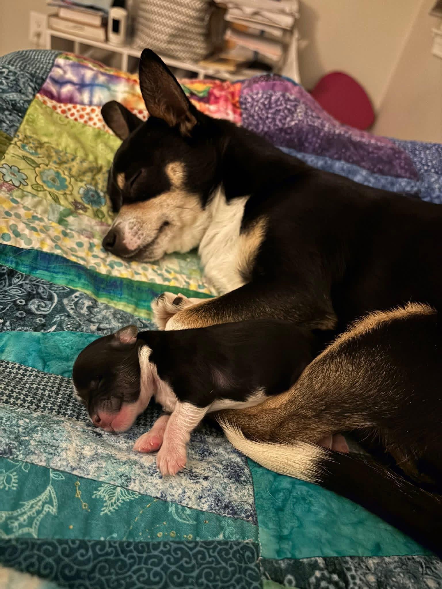 Enlarge Blossom, an adoptable mixed breed in Elkton, MD image 6/6