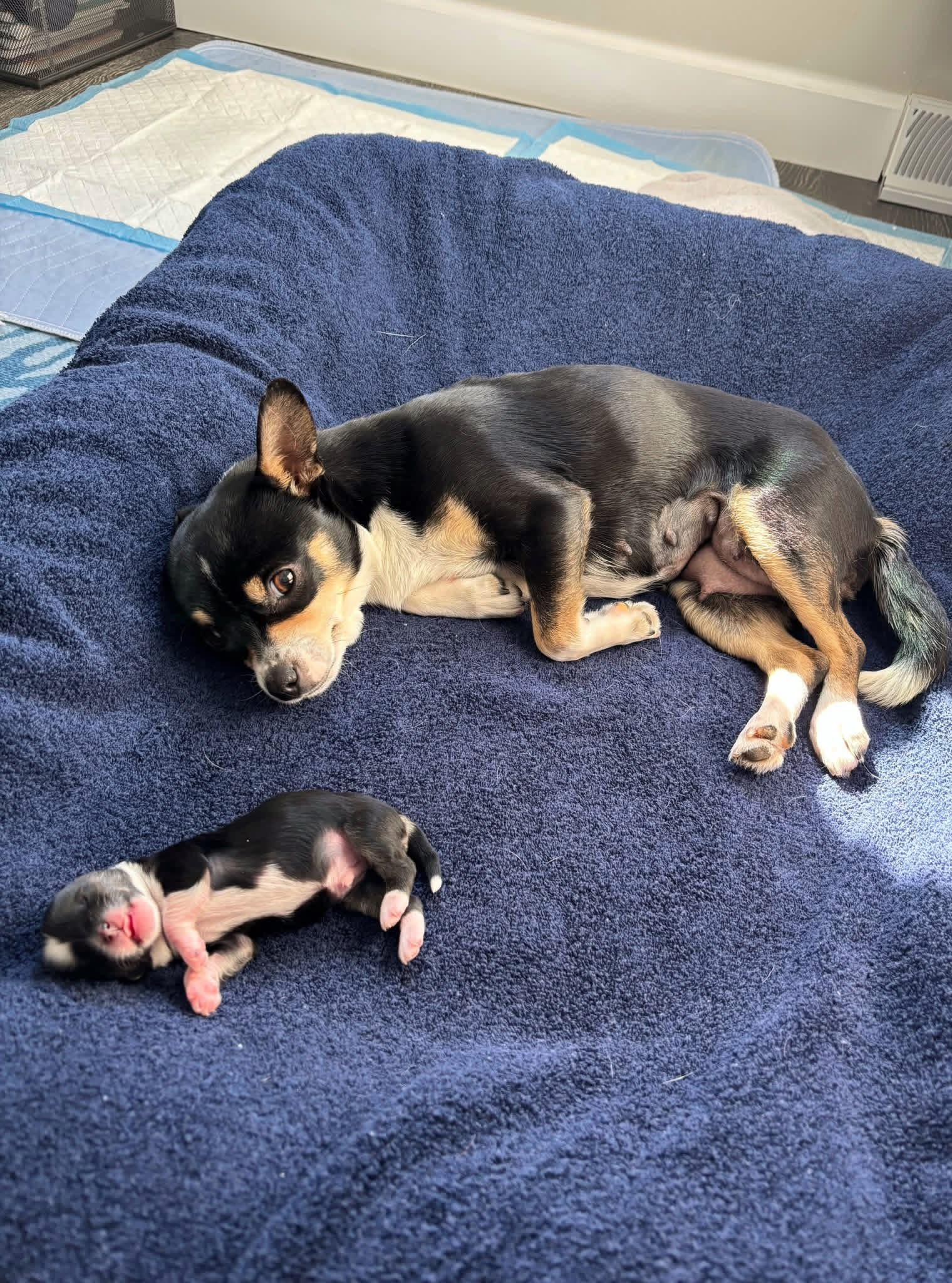 Enlarge Blossom, an adoptable mixed breed in Elkton, MD image 5/6