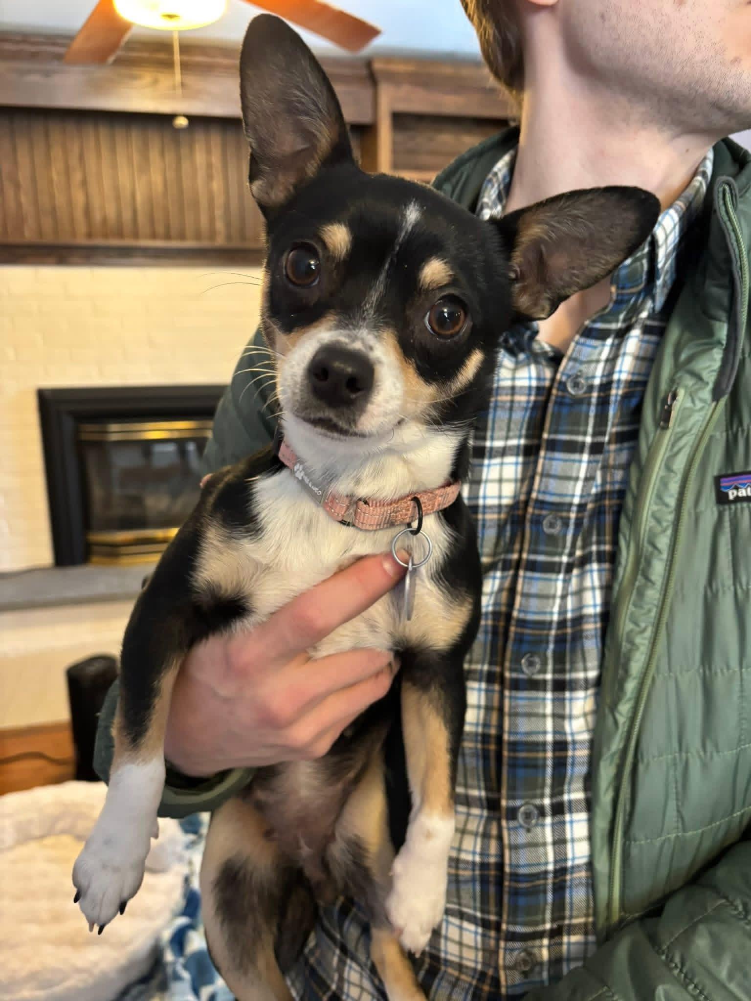 Enlarge Blossom, an adoptable mixed breed in Elkton, MD image 4/6