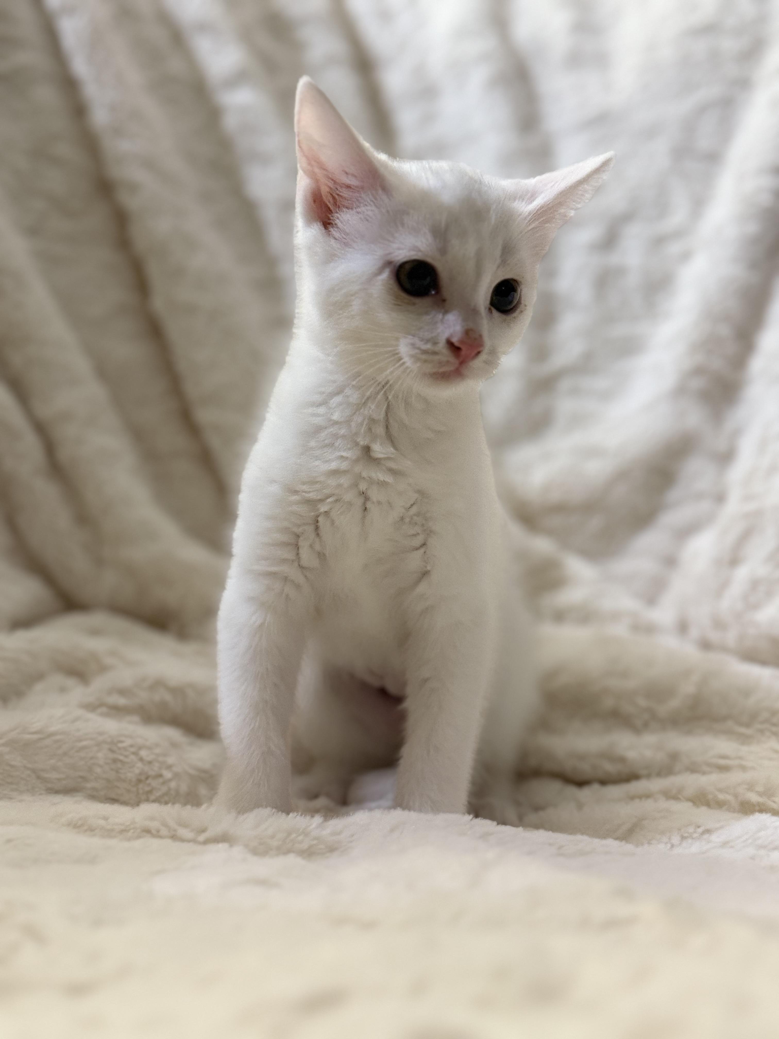 Kitsa, a Adopted Domestic Short Hair in St. Paul, MN image 1/3