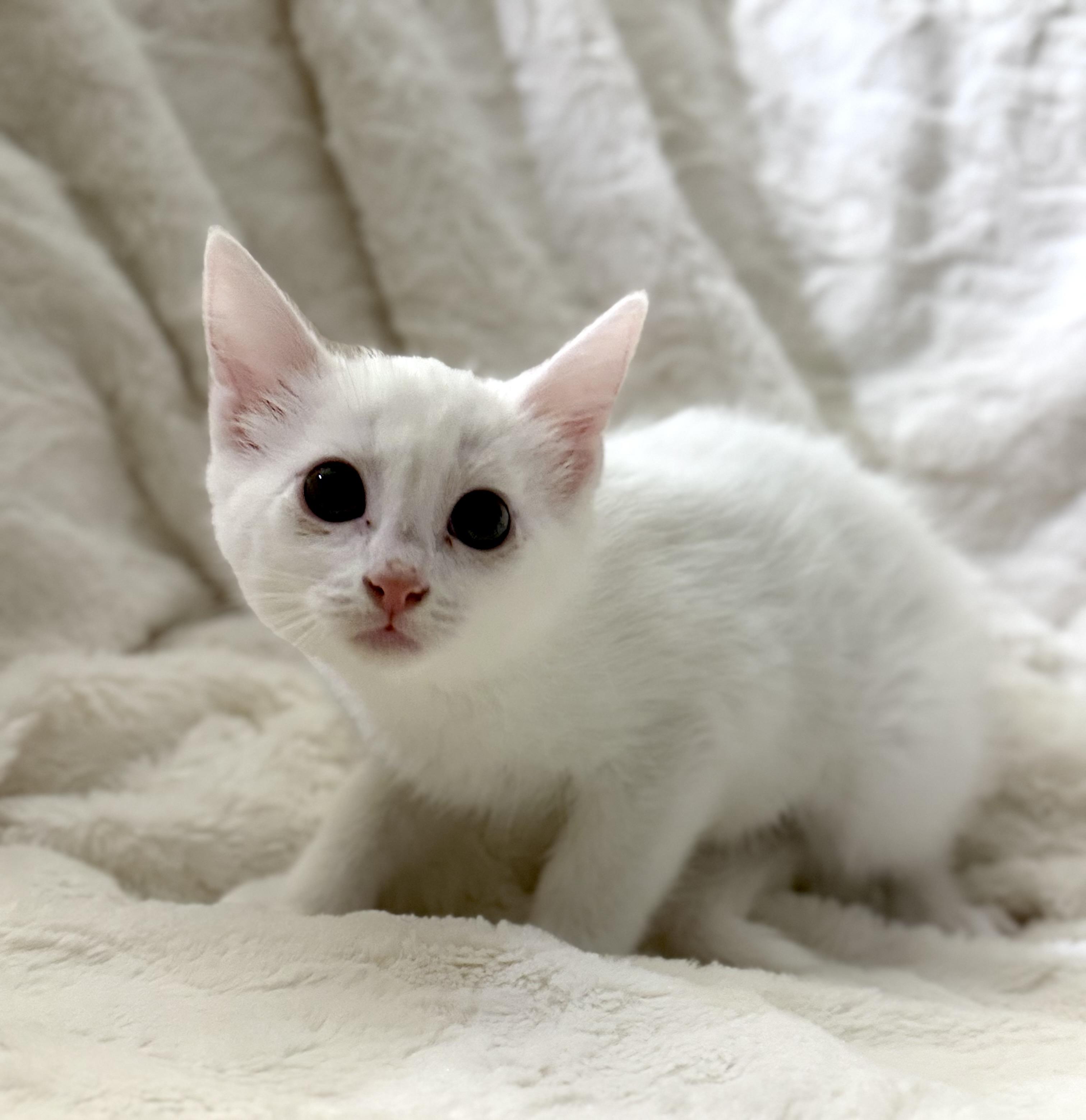 Kitsa, a Adopted Domestic Short Hair in St. Paul, MN image 2/3