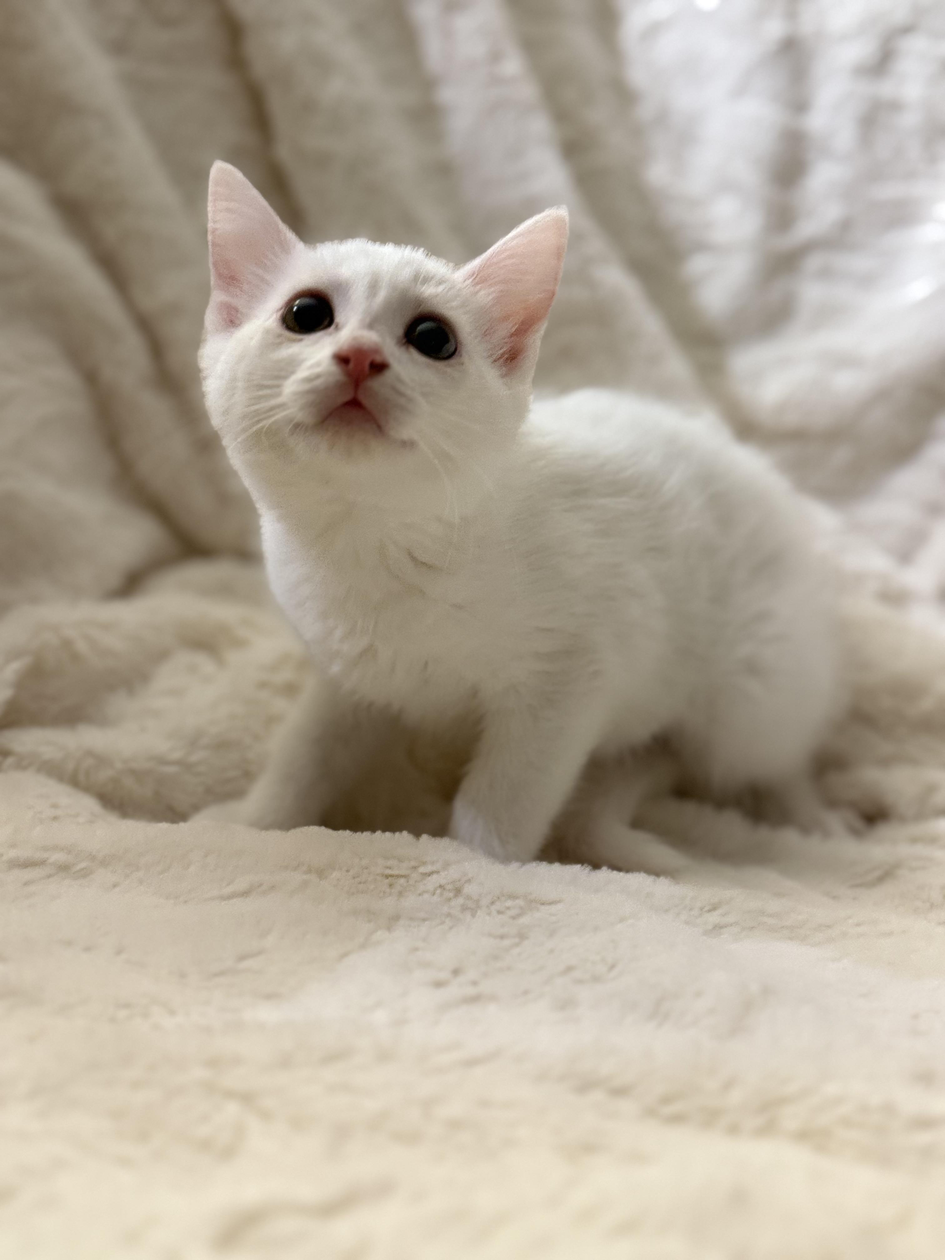 Kitsa, a Adopted Domestic Short Hair in St. Paul, MN image 3/3