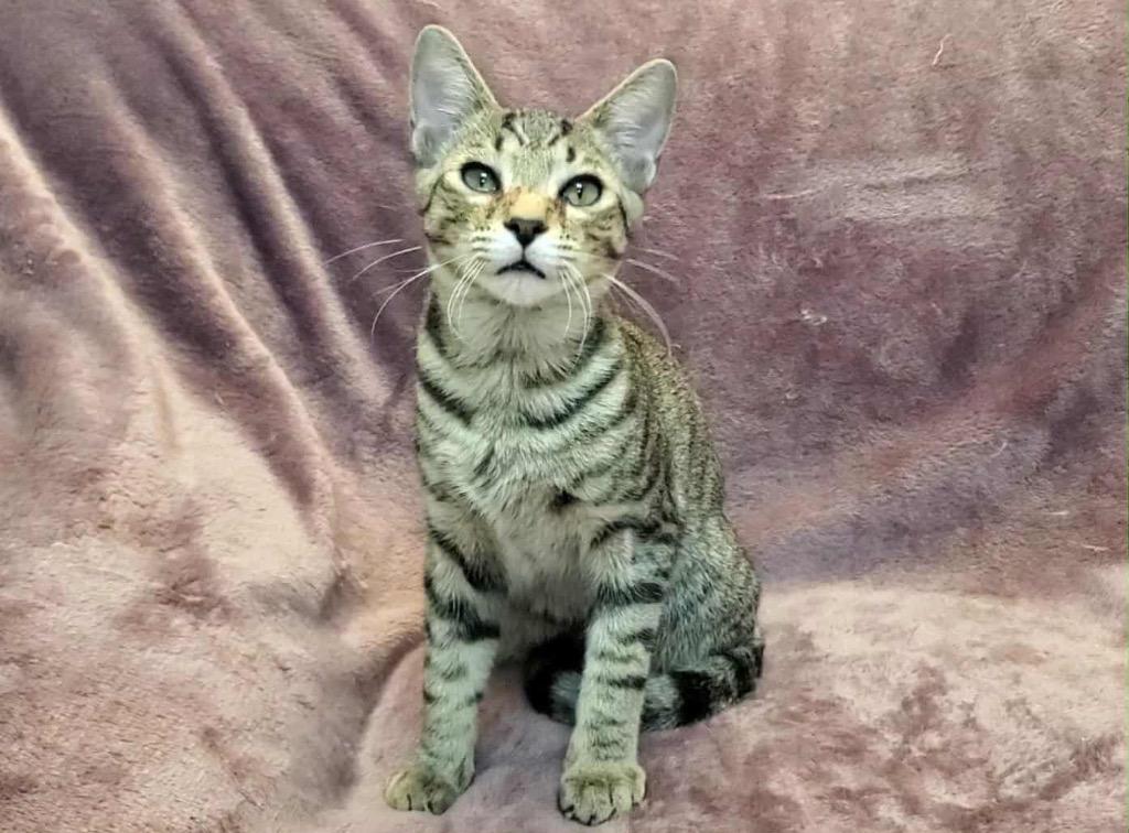 Mario, a Adoptable Domestic Short Hair in Orlando, FL image 6/6