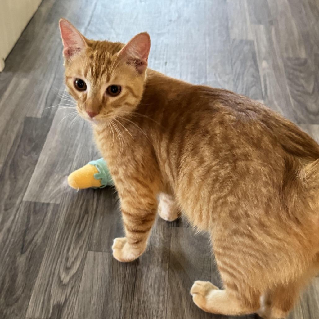 Limburger, Adoptable, Adult Male Domestic Short Hair.