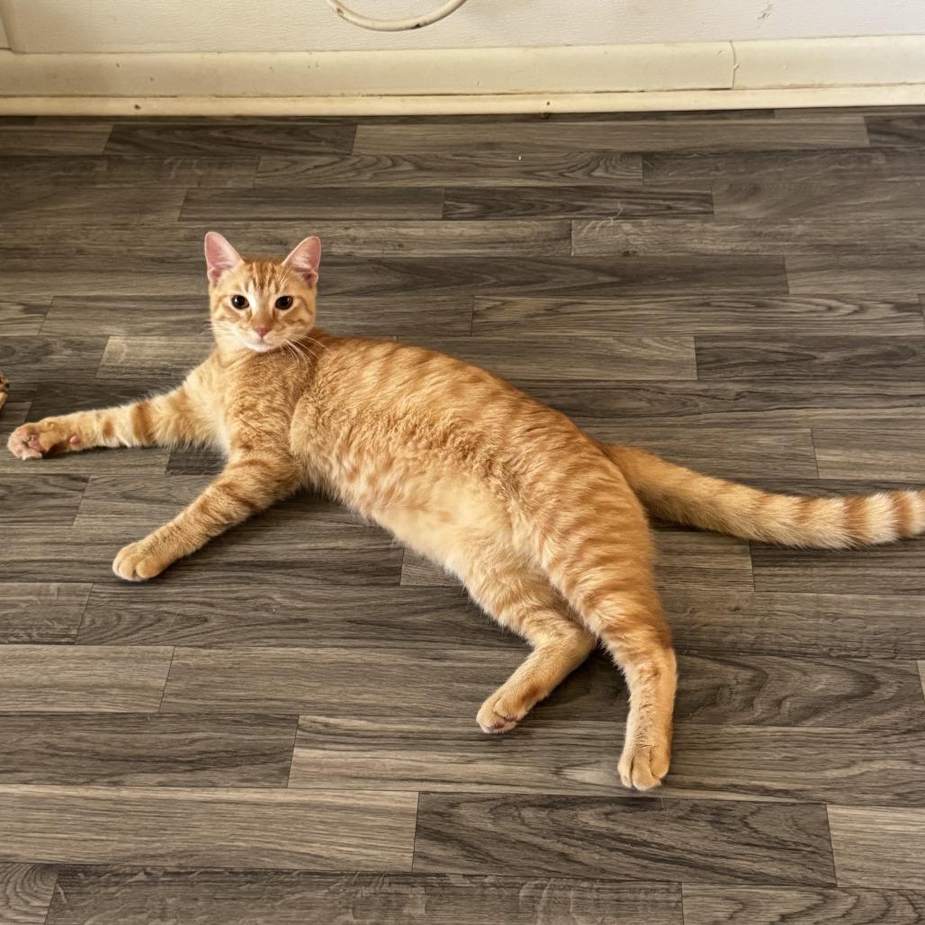 Enlarge Limburger, a Adoptable Domestic Short Hair in Carencro, LA image 2/3