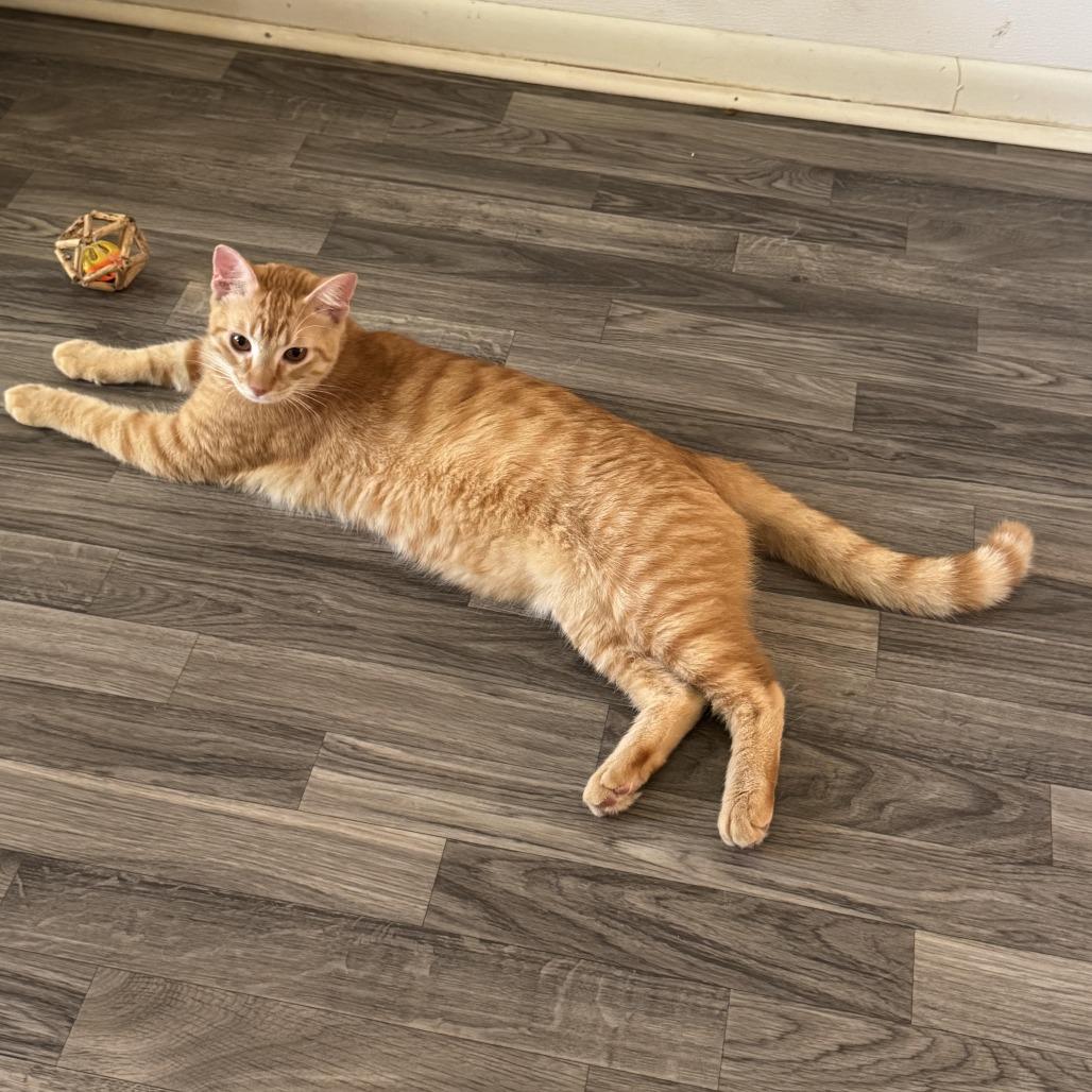 Enlarge Limburger, a Adoptable Domestic Short Hair in Carencro, LA image 3/3