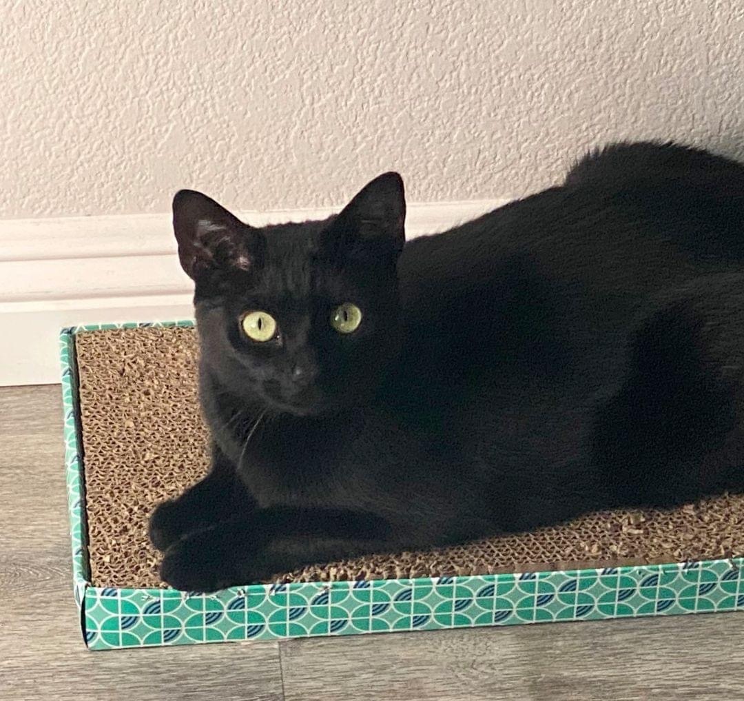 Charli, Adoptable, Adult Female Domestic Short Hair.