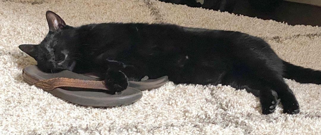 Charli, a Adoptable Domestic Short Hair in Tustin, CA image 2/4