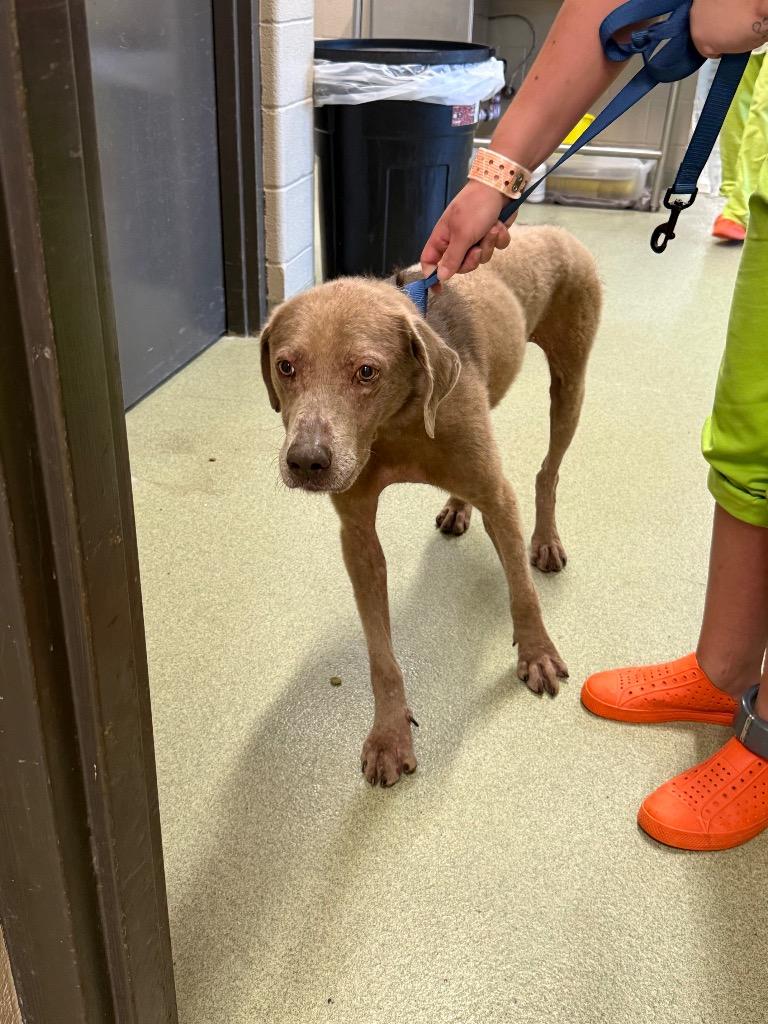 Henry, Adoptable, Adult Male Mixed Breed.