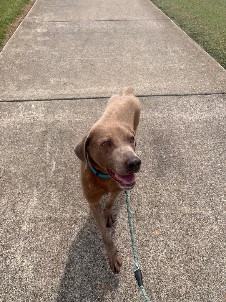 Enlarge Henry, a Adoptable mixed breed in Gallatin, TN image 2/3
