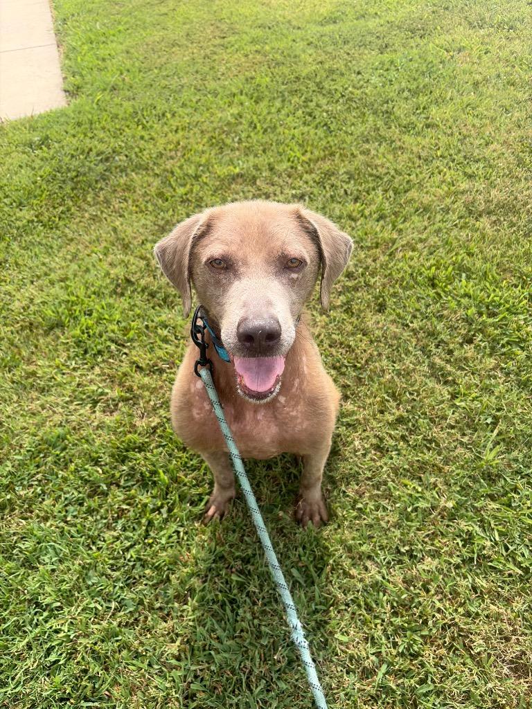 Enlarge Henry, a Adoptable mixed breed in Gallatin, TN image 3/3