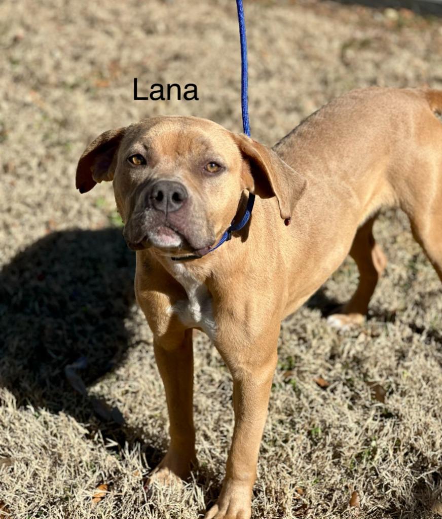 Lana, Adoptable, Young Female Pit Bull Terrier.