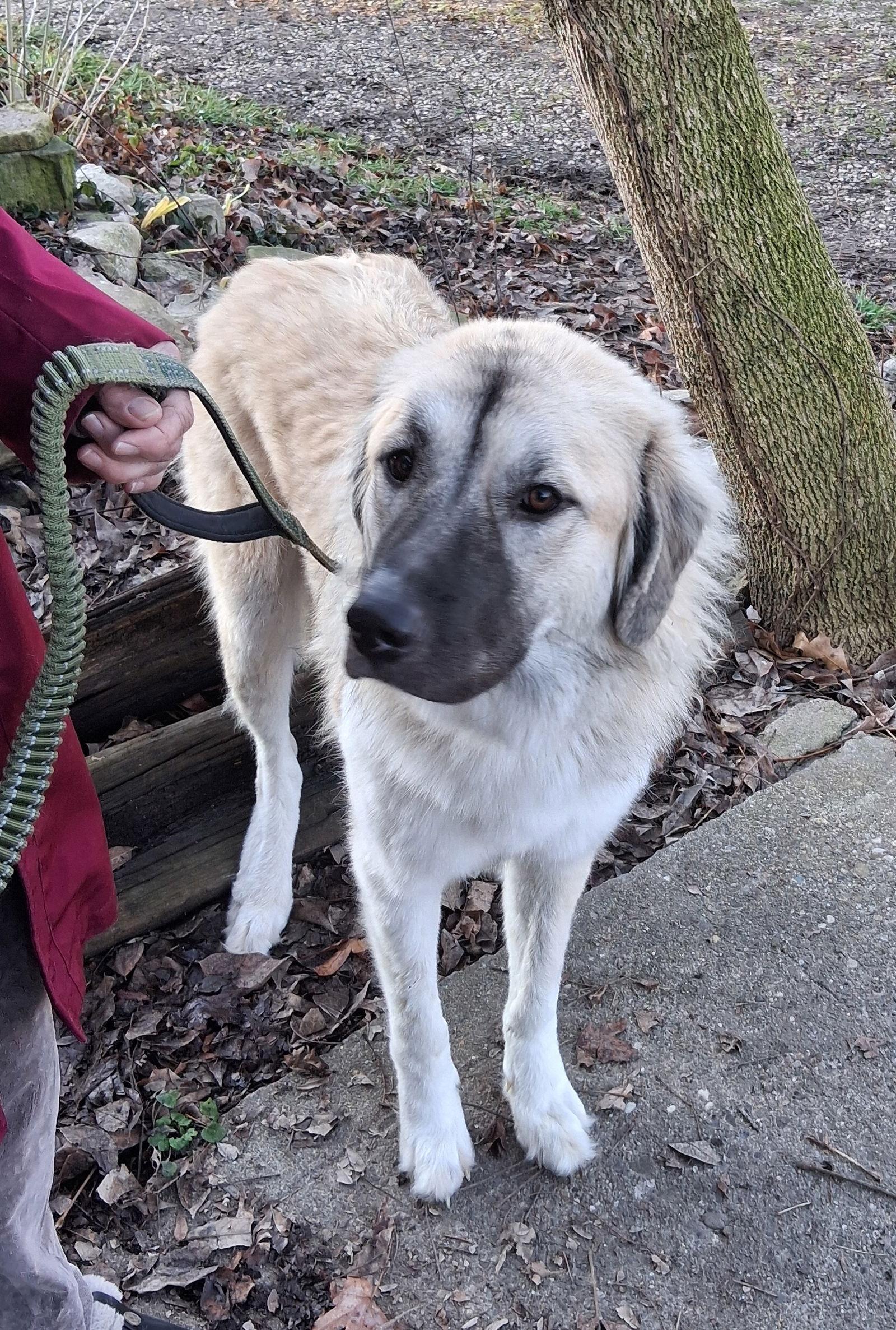 Ruby, Adoptable, Puppy Female Anatolian Shepherd & Australian Shepherd.