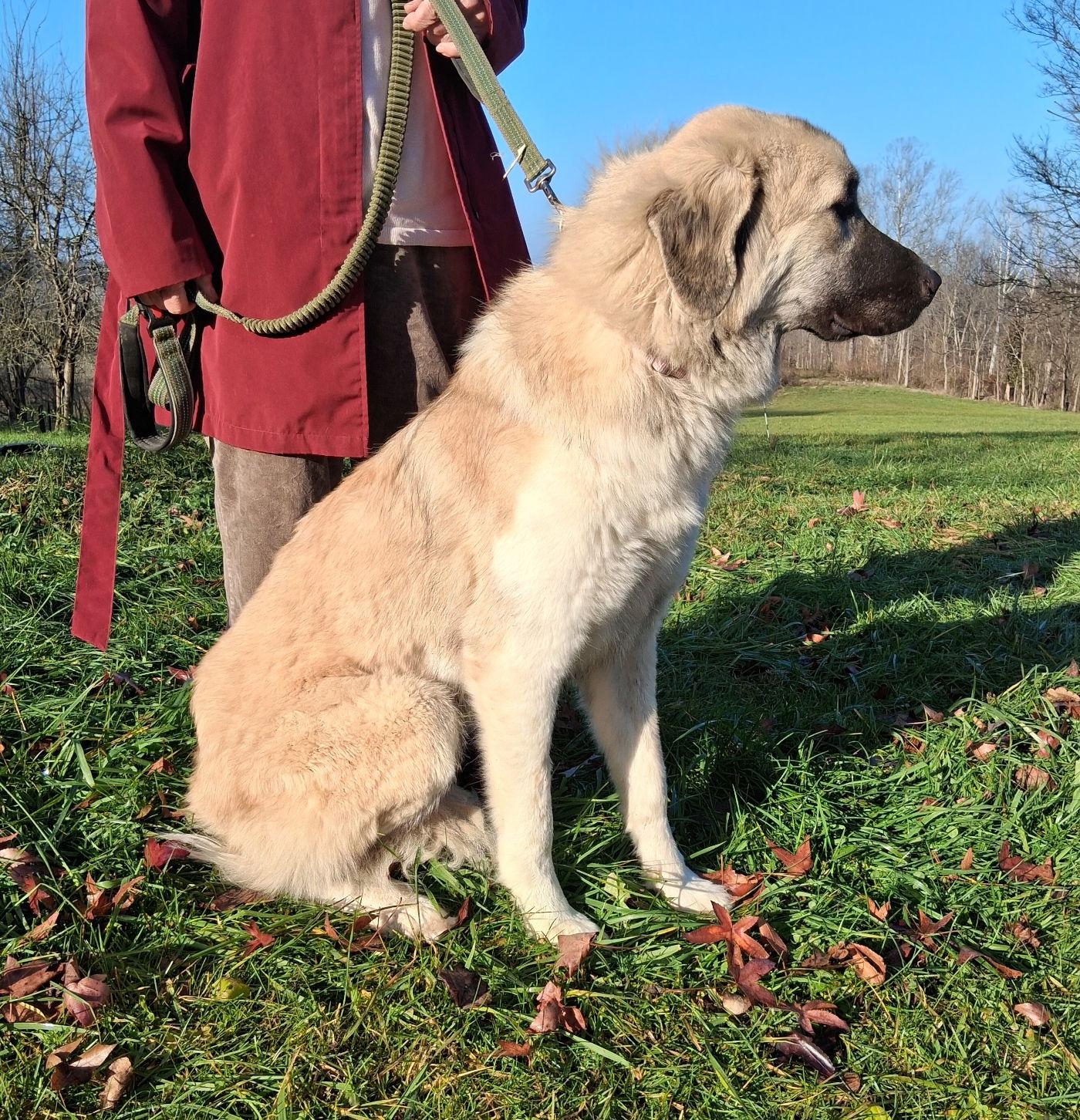 Ruby, a Adoptable mixed breed in Mcconnelsville, OH image 3/3
