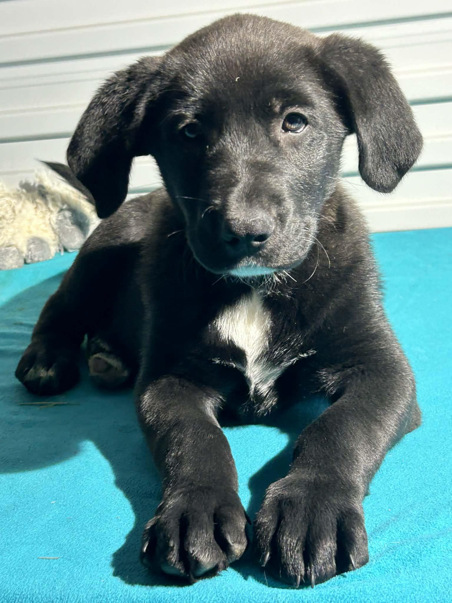 Enlarge Joey, a Adoptable mixed breed in Tarrytown, GA image 1/3