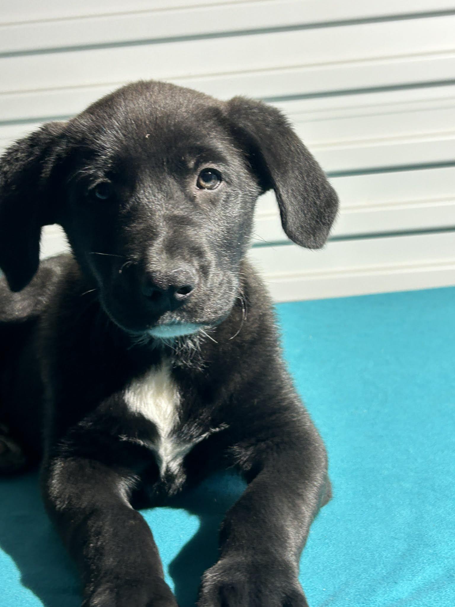 Enlarge Joey, a Adoptable mixed breed in Tarrytown, GA image 2/3