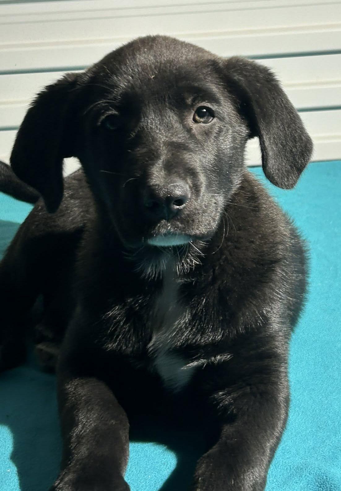 Enlarge Joey, a Adoptable mixed breed in Tarrytown, GA image 3/3