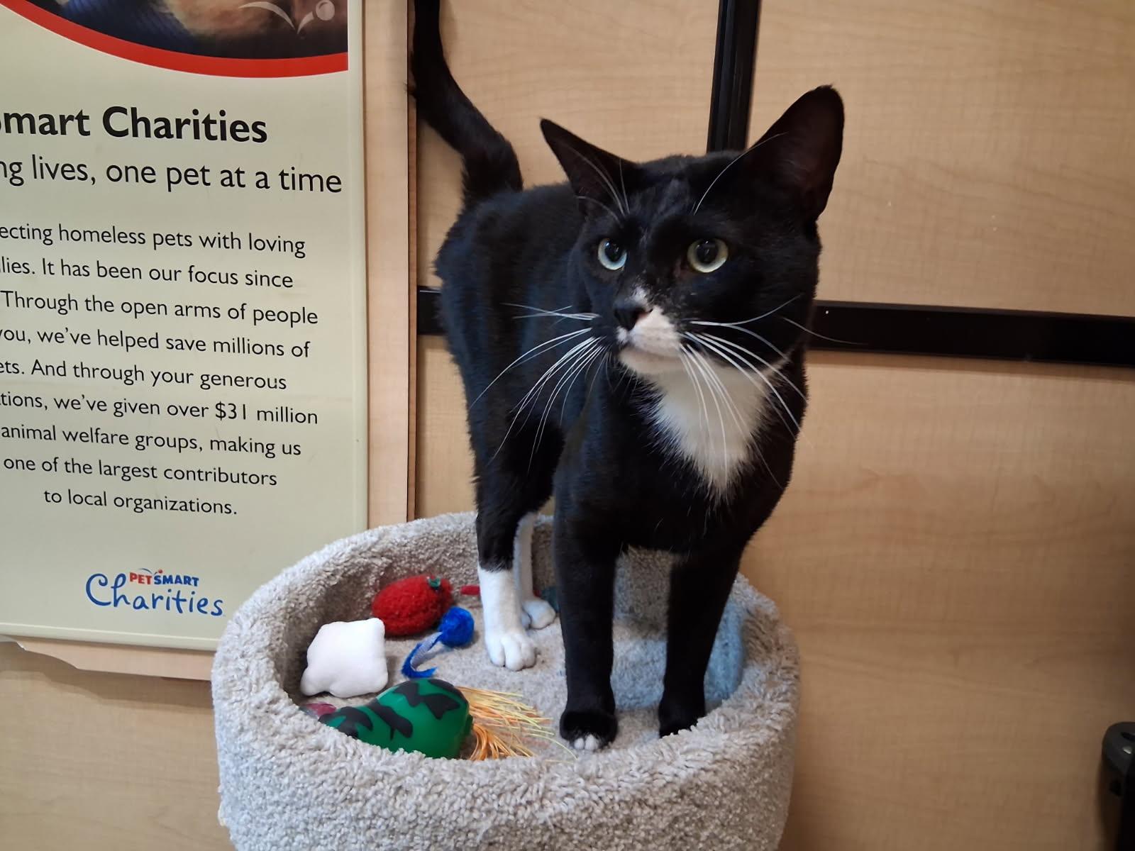 Uzi, Adoptable, Adult Male Domestic Short Hair.