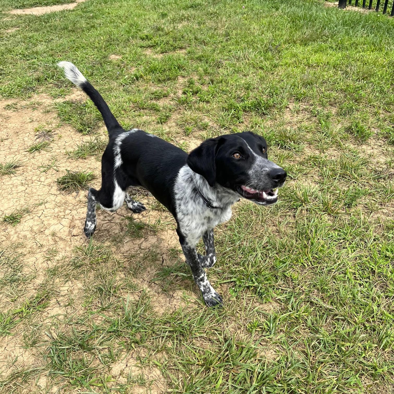 Enzo