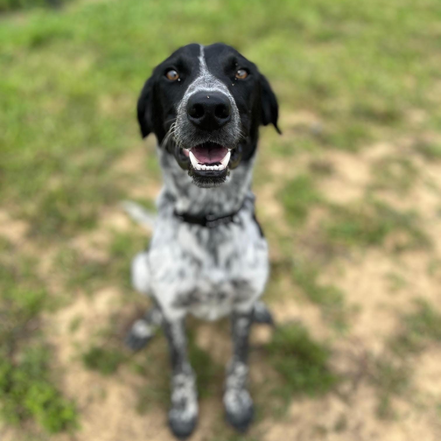 Enzo