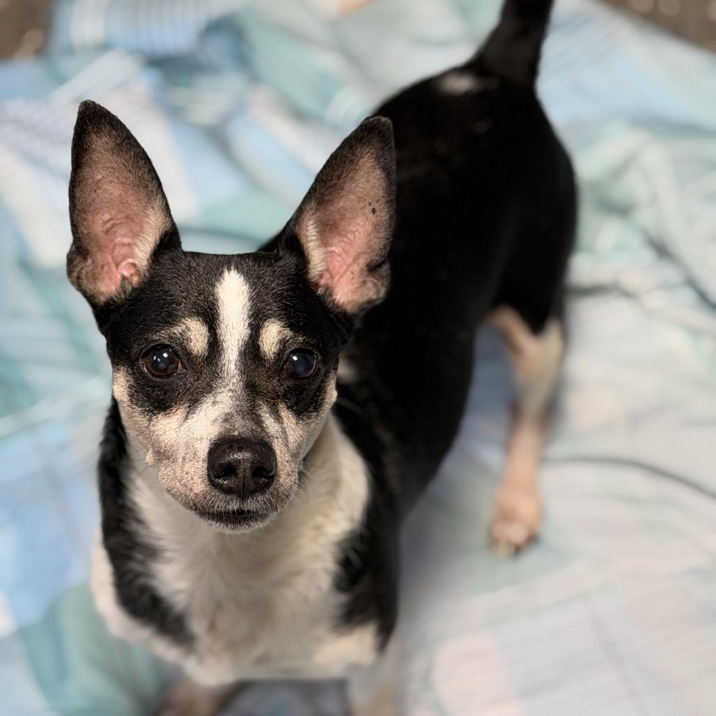 Timon, Adoptable, Adult Male Terrier.