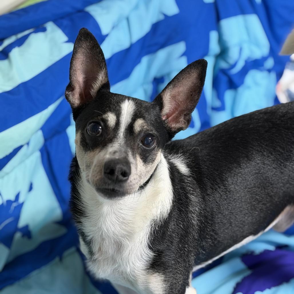 Enlarge Timon, a Adoptable Terrier in Newark, NJ image 2/5