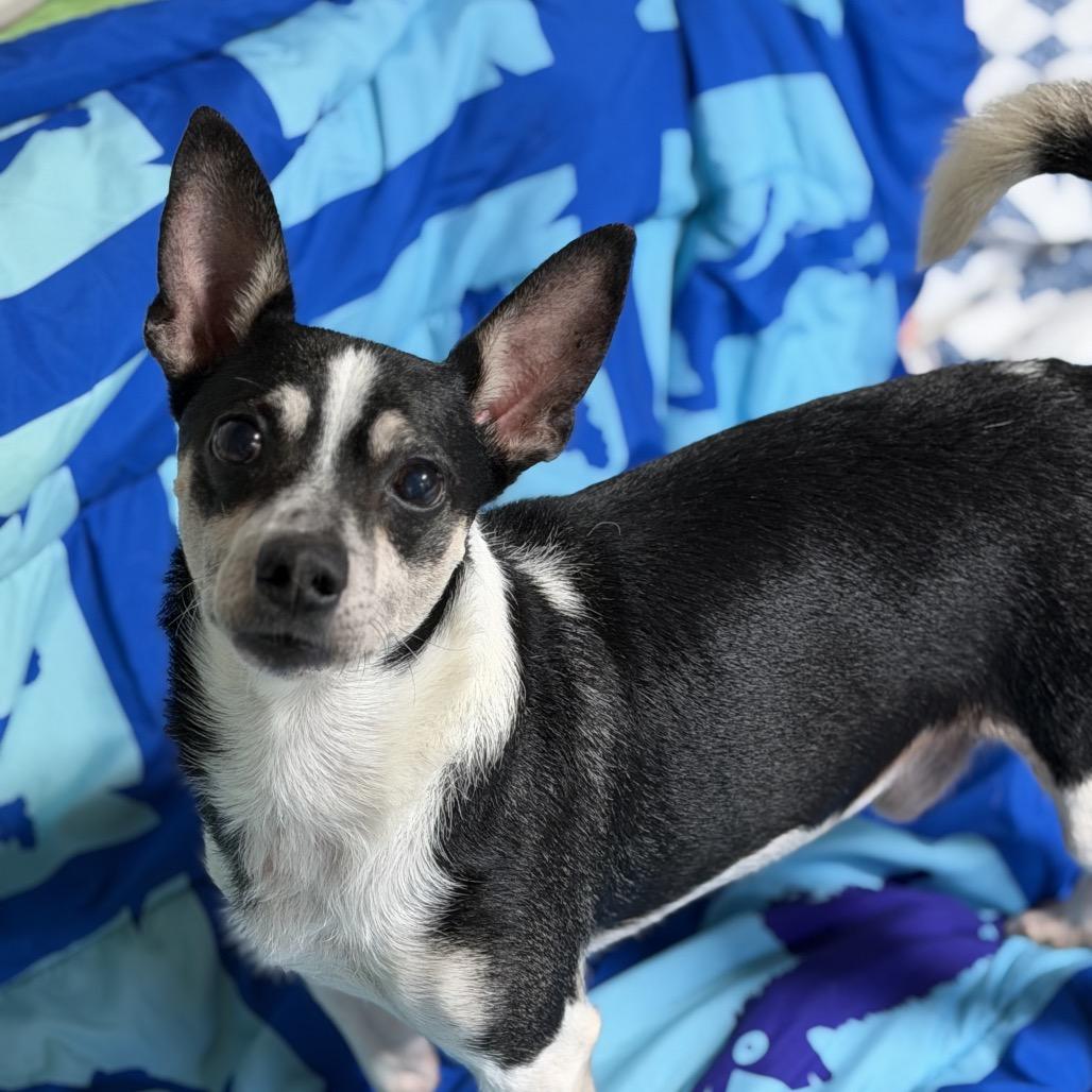 Enlarge Timon, a Adoptable Terrier in Newark, NJ image 3/5