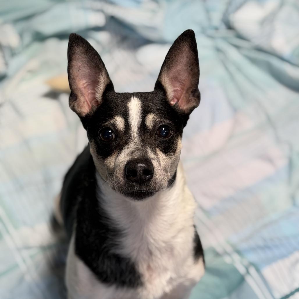 Enlarge Timon, a Adoptable Terrier in Newark, NJ image 4/5