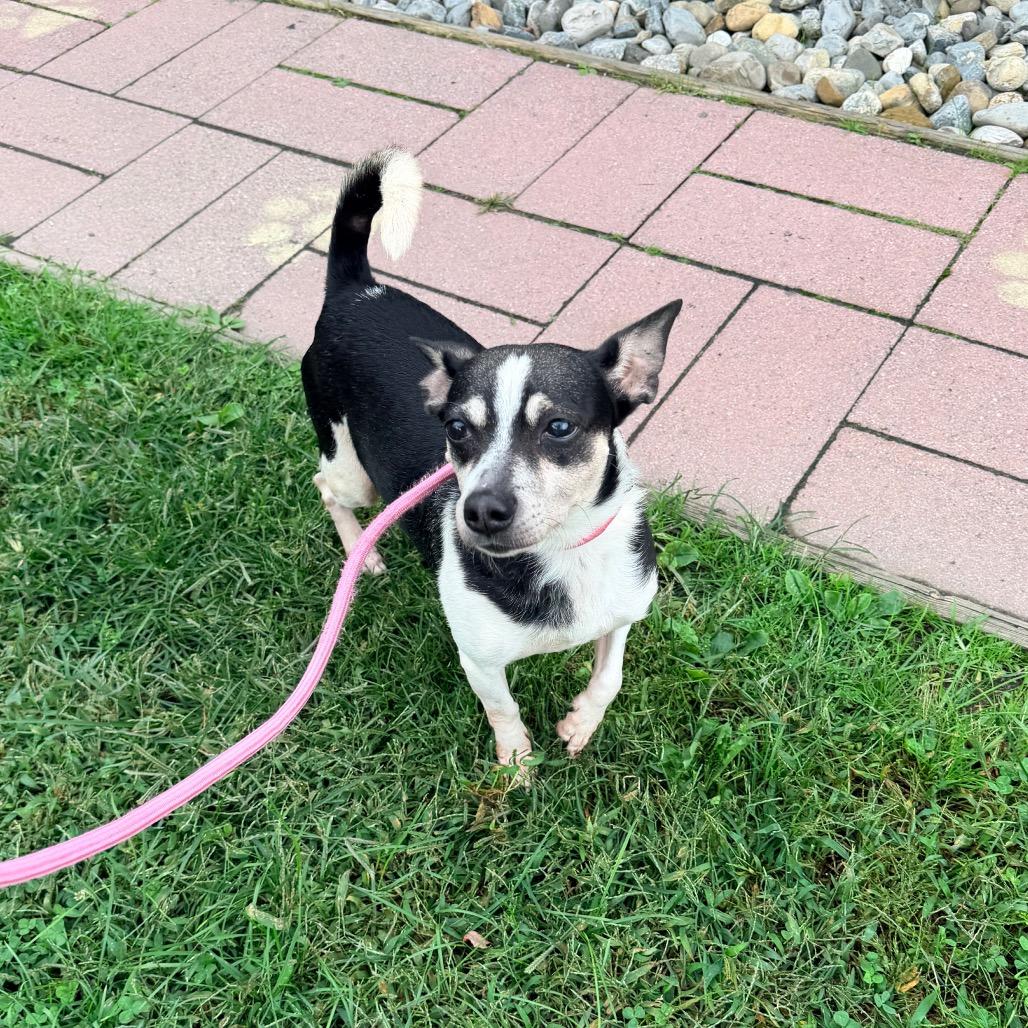 Enlarge Timon, a Adoptable Terrier in Newark, NJ image 5/5