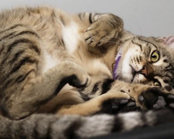 BLESSY, Adoptable, Young Male Tabby & Egyptian Mau.