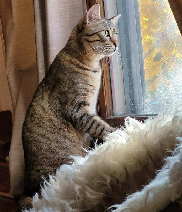 BLESSY, a Adoptable mixed breed in Madison, WI image 2/5