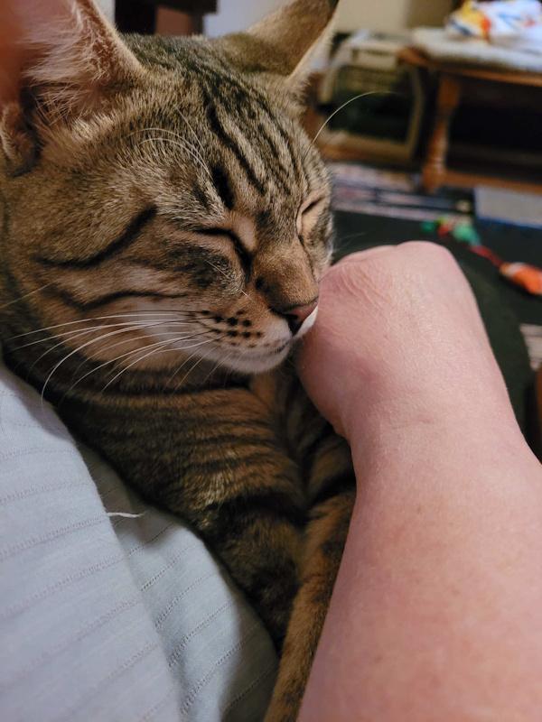 BLESSY, a Adoptable mixed breed in Madison, WI image 3/5