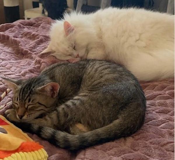 BLESSY, a Adoptable mixed breed in Madison, WI image 4/5