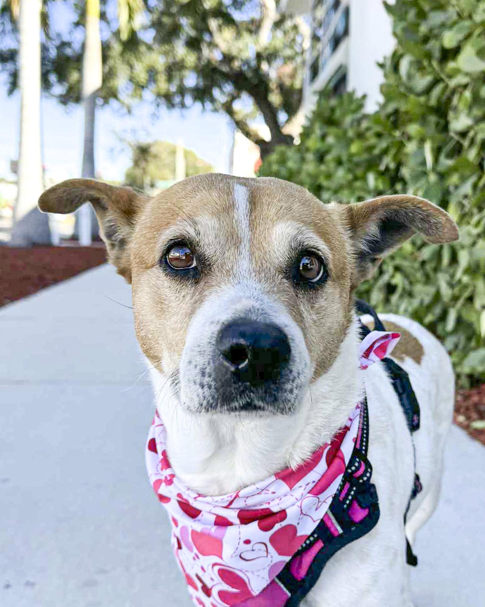 Gracee - F, Adoptable, Adult Female Beagle.