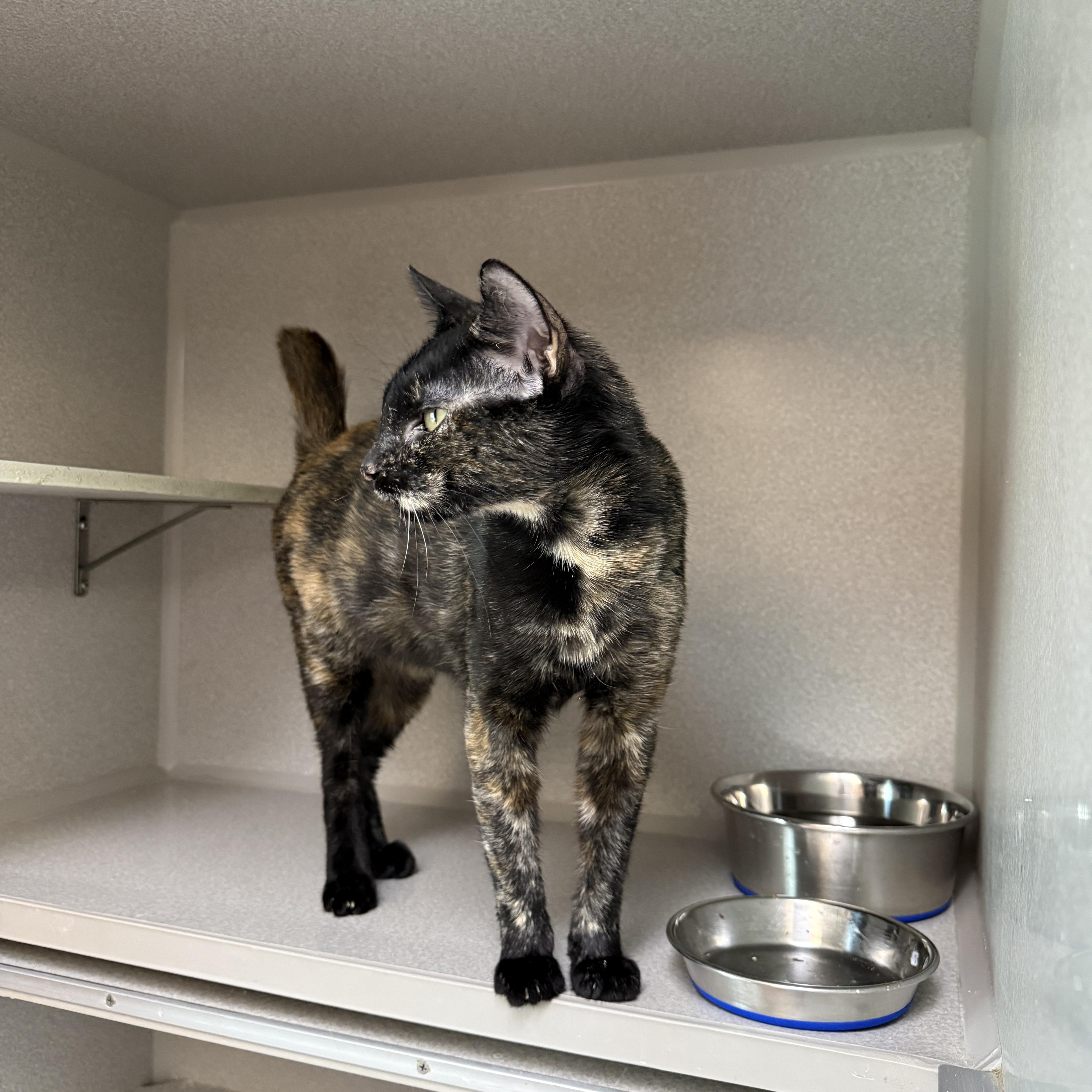 Enlarge Gerdy, a ADOPTABLE Domestic Short Hair in Des Moines, IA image 2/3
