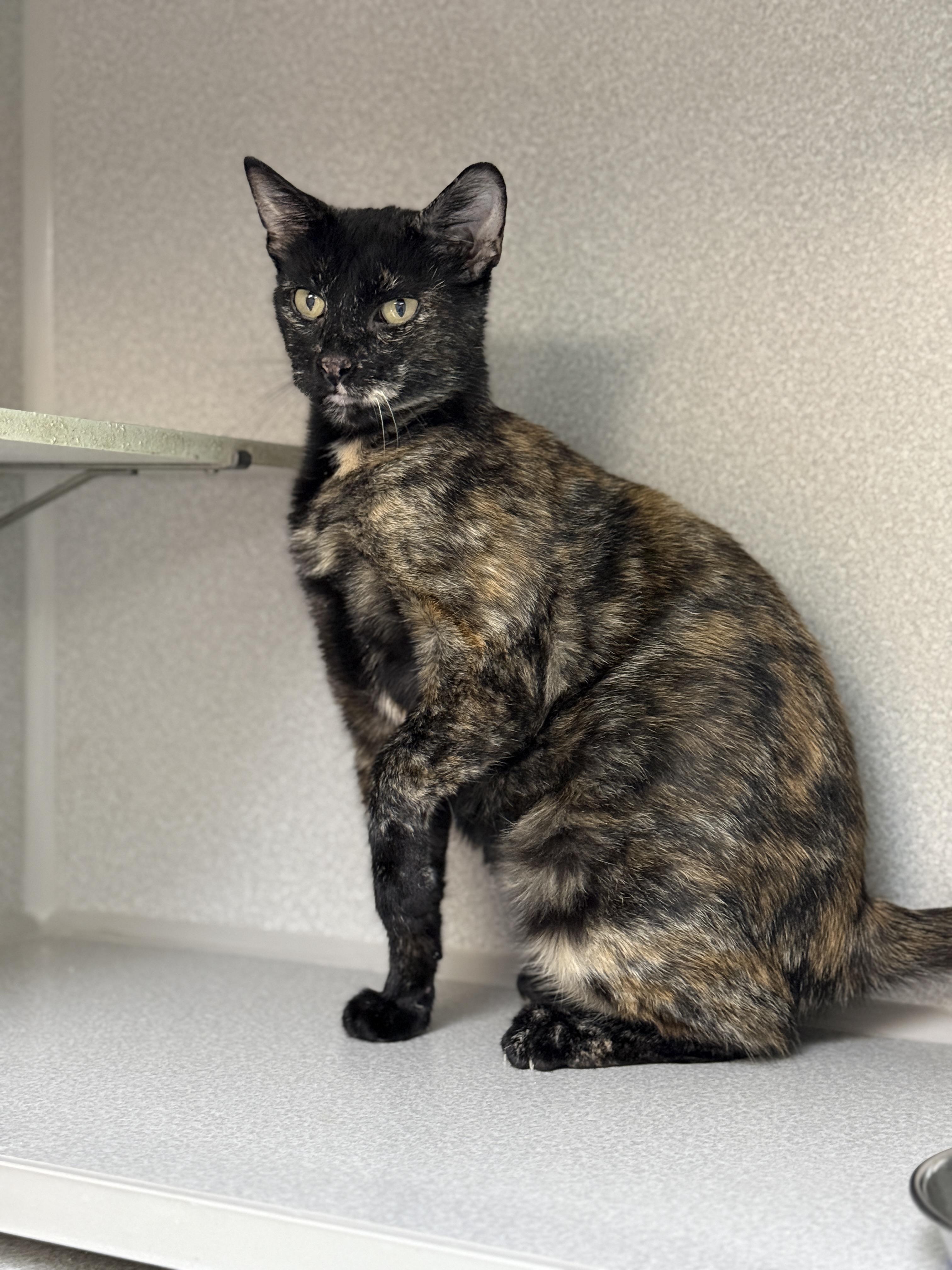 Enlarge Gerdy, a ADOPTABLE Domestic Short Hair in Des Moines, IA image 3/3
