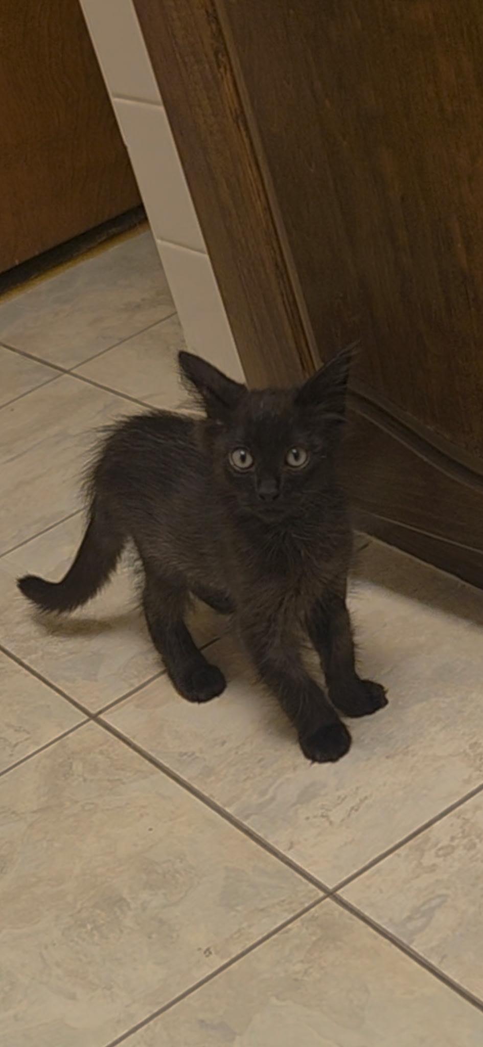 Squishy, Baby Male Domestic Medium Hair