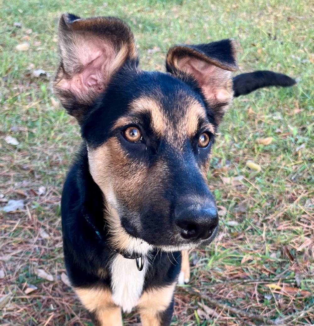 Enlarge Bear, a Adoptable mixed breed in Chesterfield, MO image 3/6
