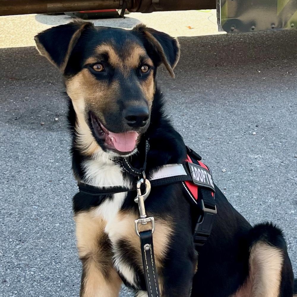 Bear, Adoptable, Puppy Male German Shepherd Dog & Australian Shepherd.