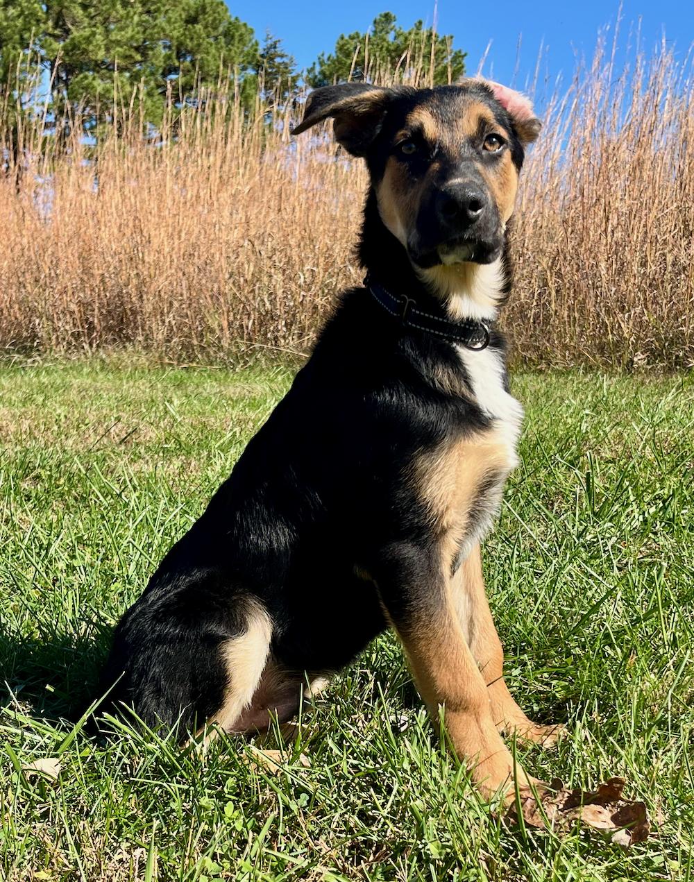 Enlarge Bear, a Adoptable mixed breed in Chesterfield, MO image 5/6