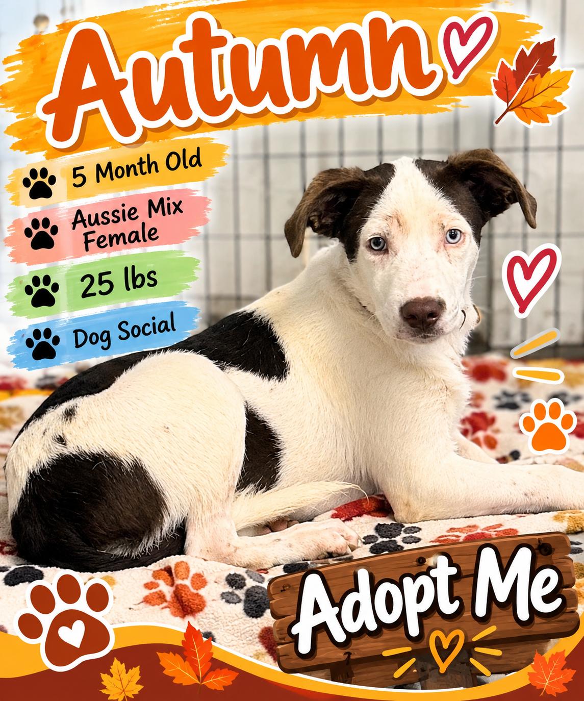 Enlarge Autumn, a Adopted Mixed Breed in Rock Hill, NY image 1/1