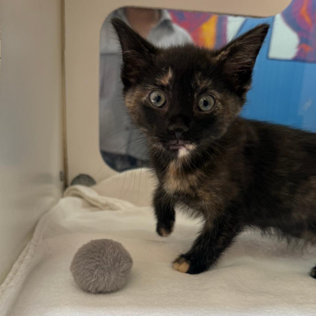 Enlarge Wren, a Adoptable Domestic Medium Hair in Cheyenne, WY image 1/3