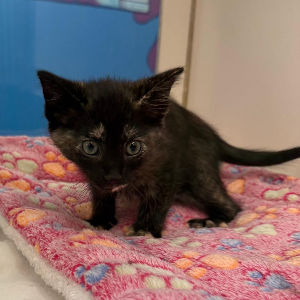 Enlarge Wren, a Adoptable Domestic Medium Hair in Cheyenne, WY image 2/3
