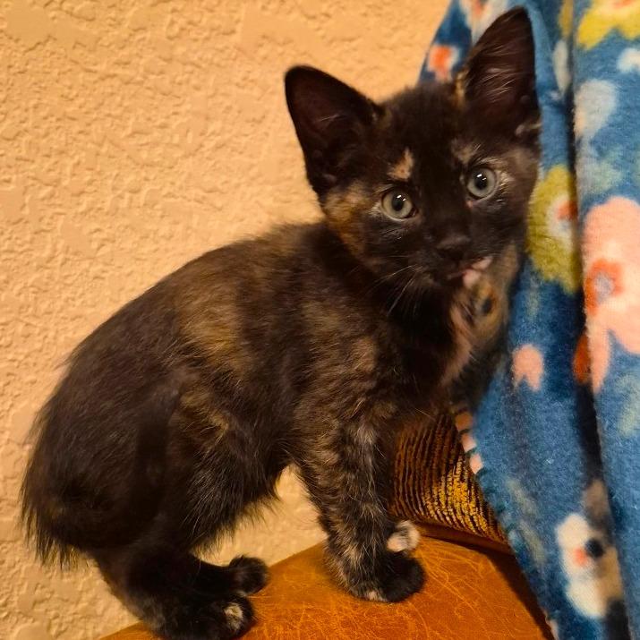 Enlarge Wren, a Adoptable Domestic Medium Hair in Cheyenne, WY image 3/3