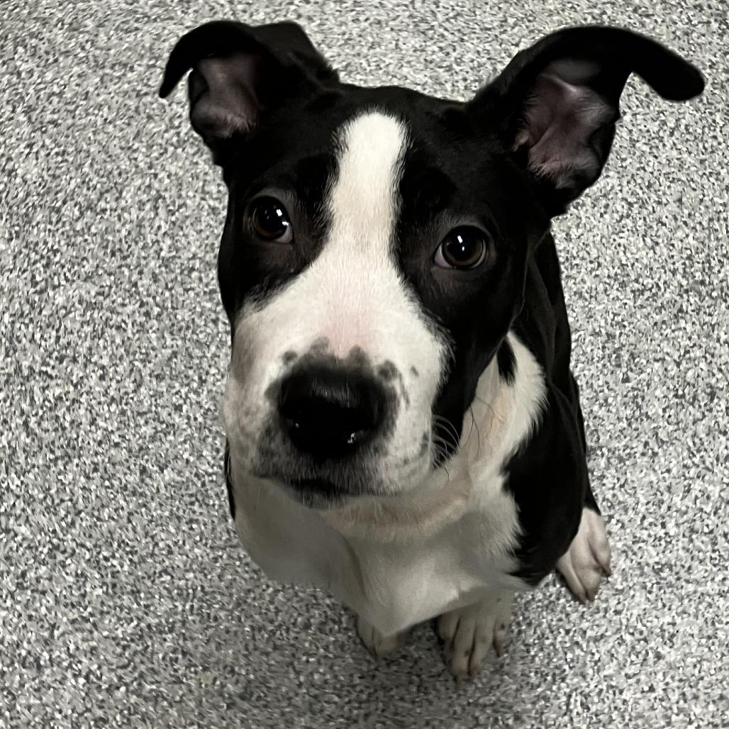 Enlarge Hot Plate, a Adoptable mixed breed in Grand Rapids, MI image 1/1