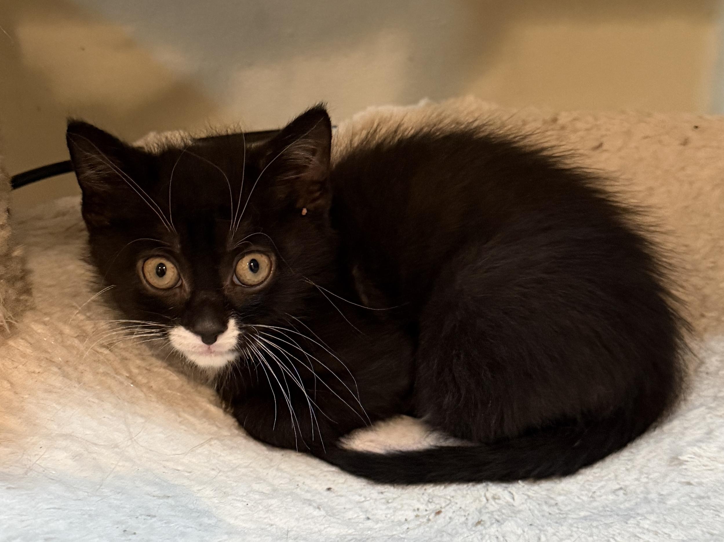 Jerry, a ADOPTABLE Domestic Short Hair in East Hanover, NJ image 2/2