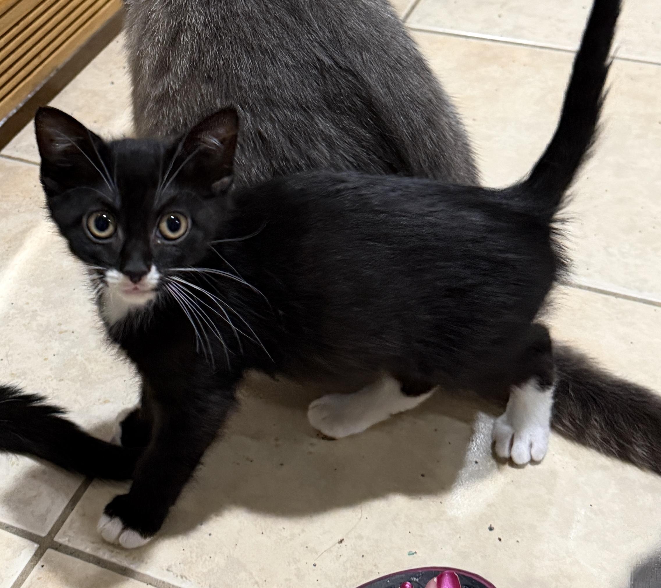 Jerry, ADOPTABLE, Kitten Male Domestic Short Hair.