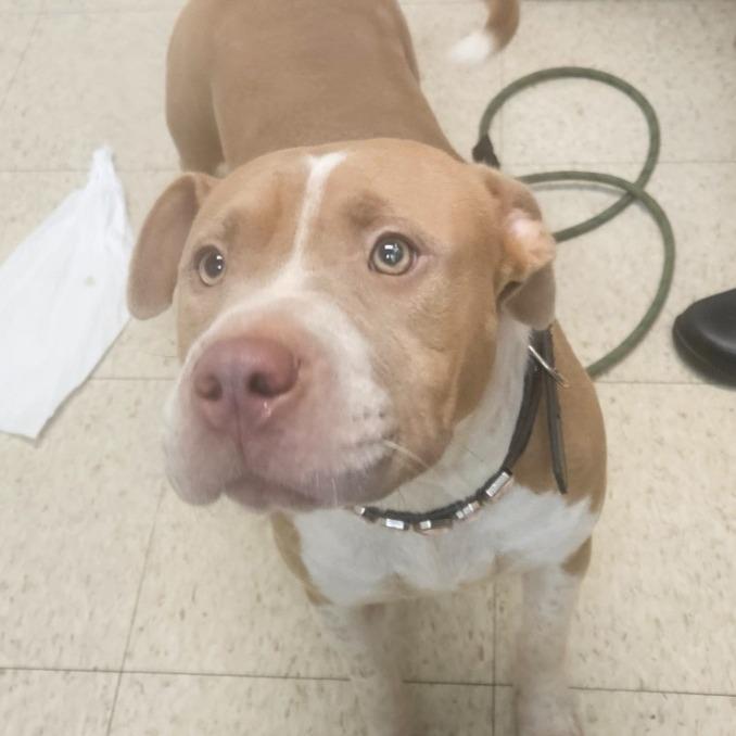 Enlarge Ella(was Marshmallow), a Adoptable mixed breed in Mocksville, NC image 1/4