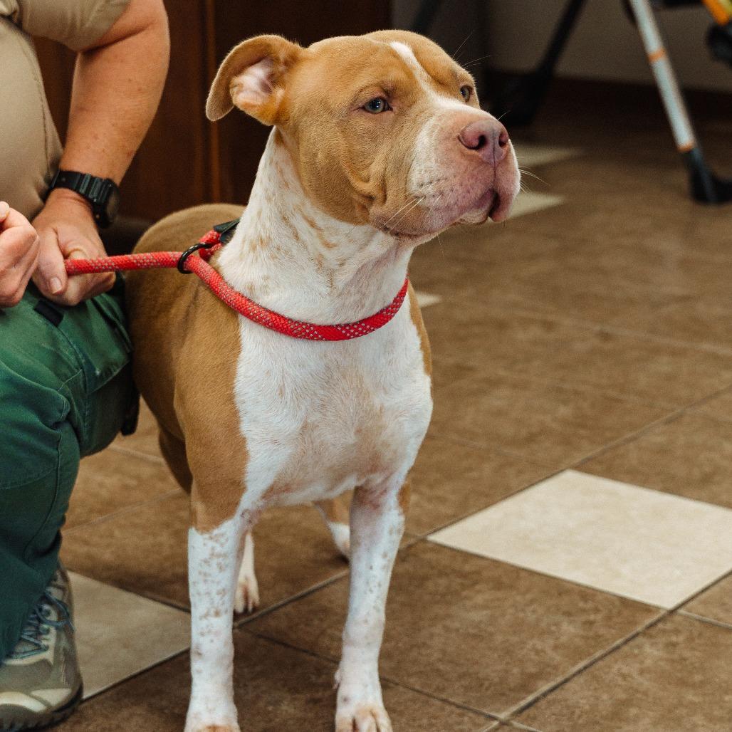 Enlarge Ella(was Marshmallow), a Adoptable mixed breed in Mocksville, NC image 2/4